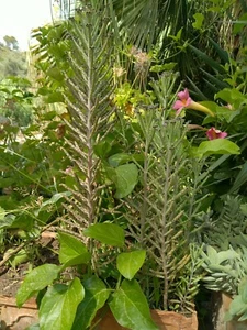 4Piante Radicate KALANCHOE TUBIFLORA, DELAGOENSIS. Bryophyllum, Chandelier Plant - Picture 1 of 12
