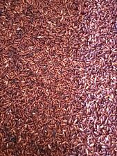 Predator Foods Bulk Live Darkling Beetles (Mealworm Beetles)(500CT-2000CT)