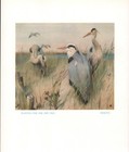 The Heron 1935 Antique Colour Bird Print by Winifred Austen Great Gift