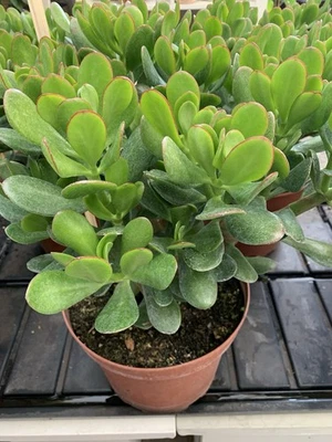 Crassula ovata XL Geldbaum Pfennigbaum Affenbrotbaum Pflanze aus eigenem Anbau - Bild 1 von 2