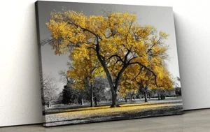 Gelber Baum im schwarz-weißen Park Wohndeko Natur gerahmter Leinwanddruck v115 - Bild 1 von 1