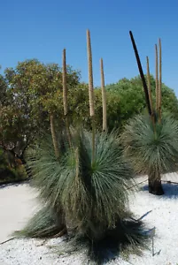 Slender blackboy (Xanthorrhoea gracilis) 20 seeds - Picture 1 of 4