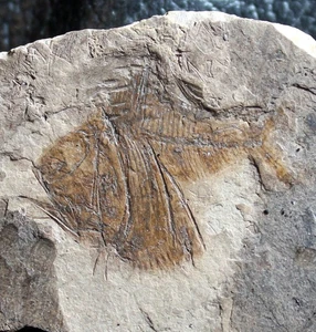 Argyropelecus cosmovicii - Excellent, perfectly preserved Oligocene fossil fish - Picture 1 of 3