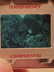 Gran Barrera de Coral Australia Submarina Años 70 35 mm Diapositiva #11 - Imagen 1 de 1