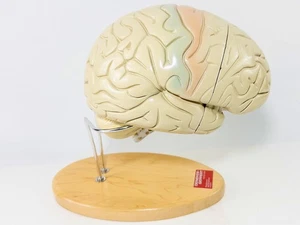 DENOYER-GEPPERT menschliches Gehirn anatomisch lebensgroß 2x Lehrmodell mit Ständer schön - Bild 1 von 20