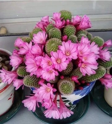 Rebutia Perplexa in a  6" - Image 1 of 3