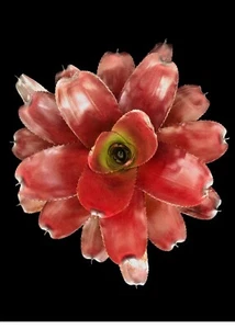 Bromelia - Maceta Neoregelia Avalon 6′′ - Planta viva - Imagen 1 de 5