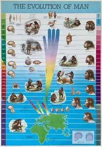 The Evolution of Man Vintage Hobby Poster 27 x 39 - Picture 1 of 1