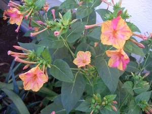 40 Samen Wunderblume Mirabilis jalapa Farton Gelb mit Pink (2023 gesammelt) - Bild 1 von 12