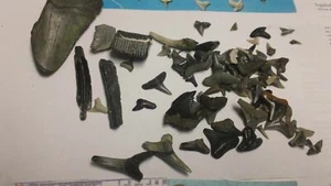 50+ Lot SHARK TOOTH FOSSILS SCHOOL GUIDES LITERATURE - Picture 1 of 5