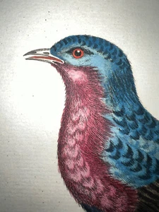 Antique Engraving Pl. 31 Edwards Seligmann C1750 Bird Manakin Hand Color - Picture 1 of 2