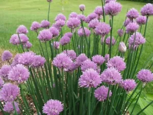 ONION CHIVES 200 Seeds CULINARY HERB GARDEN companion vegetable seeds EASY GROW - Picture 1 of 4