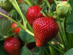3x Strawberry Elan Jumbo Plug Plants - Picture 1 of 3
