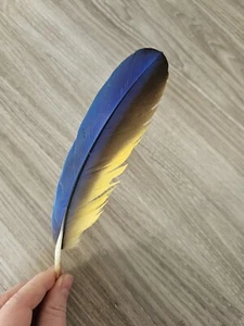 20 cm blau gelb💛💙Vogelfeder Papageienfeder Feder Ara Schreibfeder Rechtshänder - Bild 1 von 11