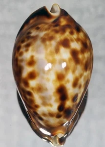 CYPRAEA FRIENDII FRIENDII GEM LILLIPUT - Picture 1 of 2