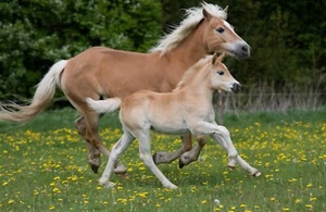 Fototapete VLIES-PFERDE PONY-(18406S)-Tier Spielen Laufen Feld Tapete XXL - Bild 1 von 1