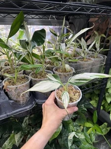Musa AEAE variegated Banana- TRUE AEAE- US Grown- Extremely Rare Live Plant (1) - Picture 1 of 16