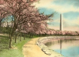 CEREZOS JAPONESES Rara Antigua Foto Coloreada a Mano de 1922, MONUMENTO A WASHINGTON - Imagen 1 de 1