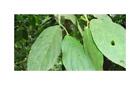10x Piper villiramulum Strauch Garten Pflanzen - Samen ID1027
