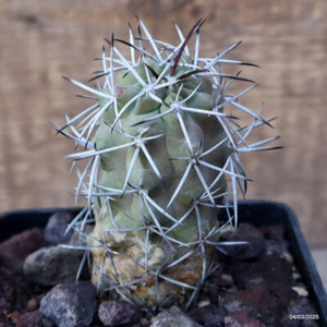D3436 COPIAPOA COQUIMBANA ALTICOSTATA pot10-H9-W5 cm MaMa Cactus - Picture 1 of 4