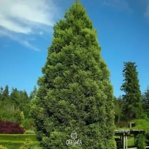 Cryptomeria japonica 20 PCS fresh seeds. Japanese cypress seeds - Picture 1 of 5