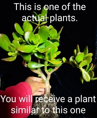 Crassula Ovata, planta de jade, dinero suculenta, planta de la suerte suculenta. 12"-15" de alto. Foto 1 de 3