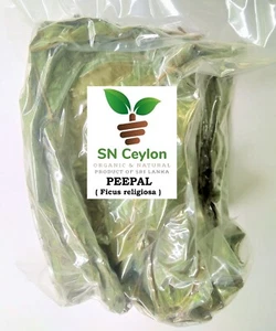 Getrocknete BUCKBLÄTTER Ficus religiosa heilige Feige Buddhismus Pooja Bodhi 250g-750g - Bild 1 von 9