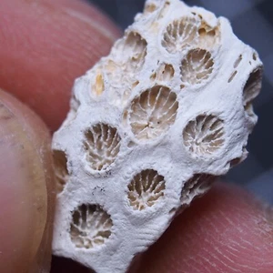 Astrhella palmata Fossil coral Oligocene-Miocene 5 - Picture 1 of 14
