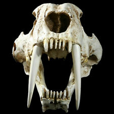 13" Saber-toothed Tiger Skull Smilodon Animal Model Prop Decor Collector Toy