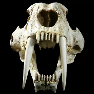 13" Saber-toothed Tiger Skull Smilodon Animal Model Prop Decor Collector Toy - Bild 1 von 5