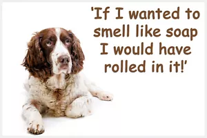 Springer Sprocker Spaniel Dog Funny Fridge Magnet Gift New Liver and White - Picture 1 of 1