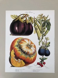 VILMORIN DE PLANTES POTAGERES,1871,VEGETABLES,RARE AUTHENTIC 1995 ART PRINT - Picture 1 of 9