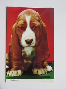 “A Tired Traveler” Bassett Hound Vintage Chrome Postcard - Picture 1 of 2