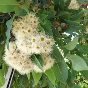 Grampians Gum ( Eucalyptus alpina) 20 Seeds - Picture 1 of 3