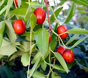120+ Red Jujube Jujuba Putsa Apple Seedss (Ziziphus jujuba) For Planting - Picture 1 of 7