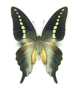 Unmounted Butterfly/Papilionidae - Graphium codrus codrus codrus, male, Indon... - Picture 1 of 2