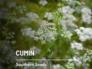 Cumin - 100 Seeds - Medicinal & Culinary Herb - Heirloom - Non GMO - Picture 1 of 10