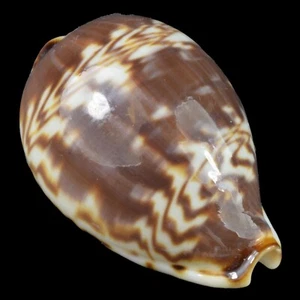 CYPRAEA (Palmadusta) DILUCULUM (Zanzibar Isl., Tanzania) 23.7mm #47718 - Picture 1 of 4