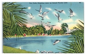 Möwen steigen auf einen Binnensee Floridas um 1940 Postkarte - Bild 1 von 2