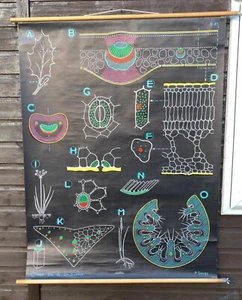 DE COLECCIÓN DR AUZOUX SOUGY BOTÁNICO DESMONTABLE ESCUELA PARED TIZA TABLA HOJA ANATOMÍA - Imagen 1 de 12