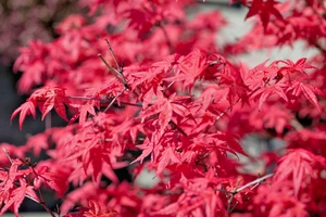 15 SEMILLAS DE ARCE FIREGLOW - Acer palmatum 'Fireglow' - Imagen 1 de 5