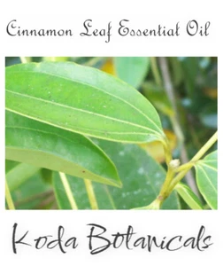 CINNAMON LEAF (Cinnamomum zeylanicum) 100% Pure Essential Oil - Imagen 1 de 1