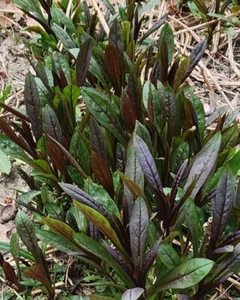 Lot of 10 HUSKER RED BEARDTONGUE Penstemon Perennial Bare Root Starter~ Zone 4-9 - Picture 1 of 3