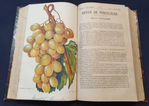 Revue de viticulture - 2e semestre 1907  - 3 chromolithographies - Picture 1 of 4