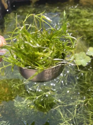 2 Ounce  Cup + Buy 2 Get 4 Free Guppy Grass Guadalupens Live Aquarium Plants - Image 1 of 4