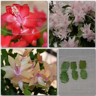 Thanksgiving Cactus - Schlumbergera  cuttings        select from named varieties - Image 1 of 2
