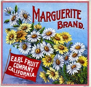 Los Angeles Marguerite Flowers #1 Orange Citrus Fruit Crate Label Art Print - Picture 1 of 1