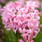 Hyacinthus Orientalis ~ PINK PEARL Hyacinth~(2) 15cm Flower Bulbs~ Fragrant