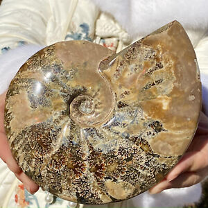 2.3LB Natural colorful large conch fossil specimen healing