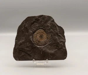 Fossil German Ammonite Home Decor 1305 - Picture 1 of 2